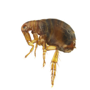 Pulex irritans, human flea or flea, isolated on a white background