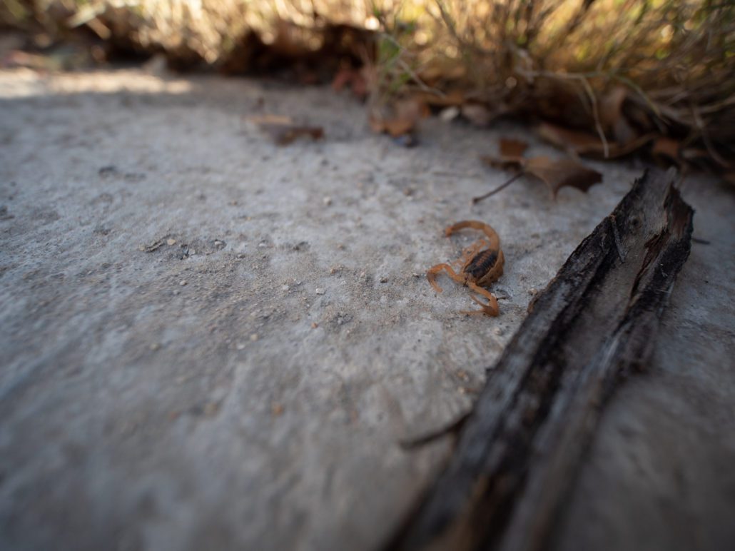 What is The Most Common Scorpion Species in Austin, TX? The Bug Master