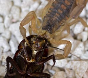 A striped bark scorpion eating its prey