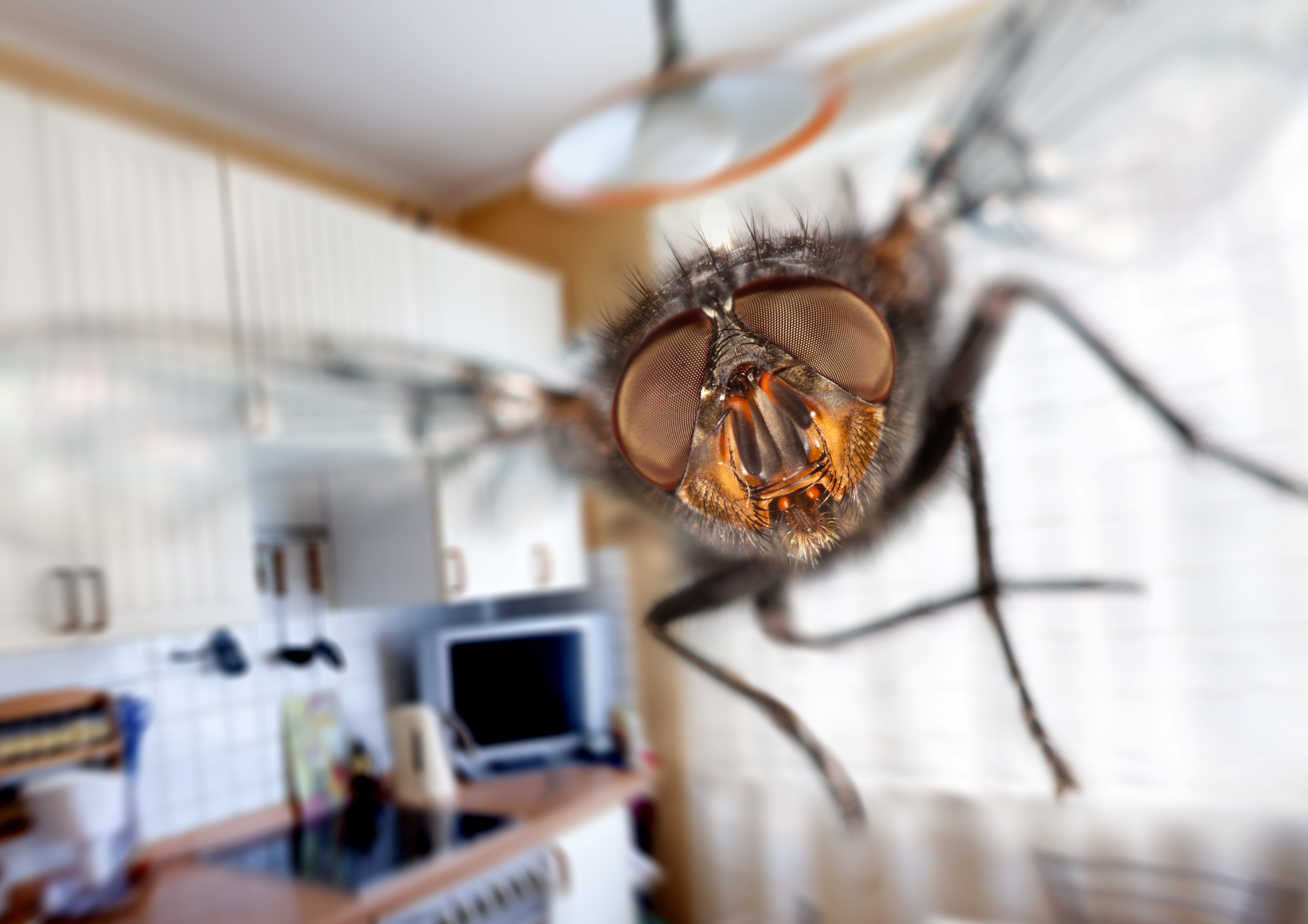 How to Get Rid of Flies in a Restaurant  The Bug Master Pest Control and  Disinfecting