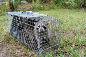 A captured raccoon in a have-a-heart cage.