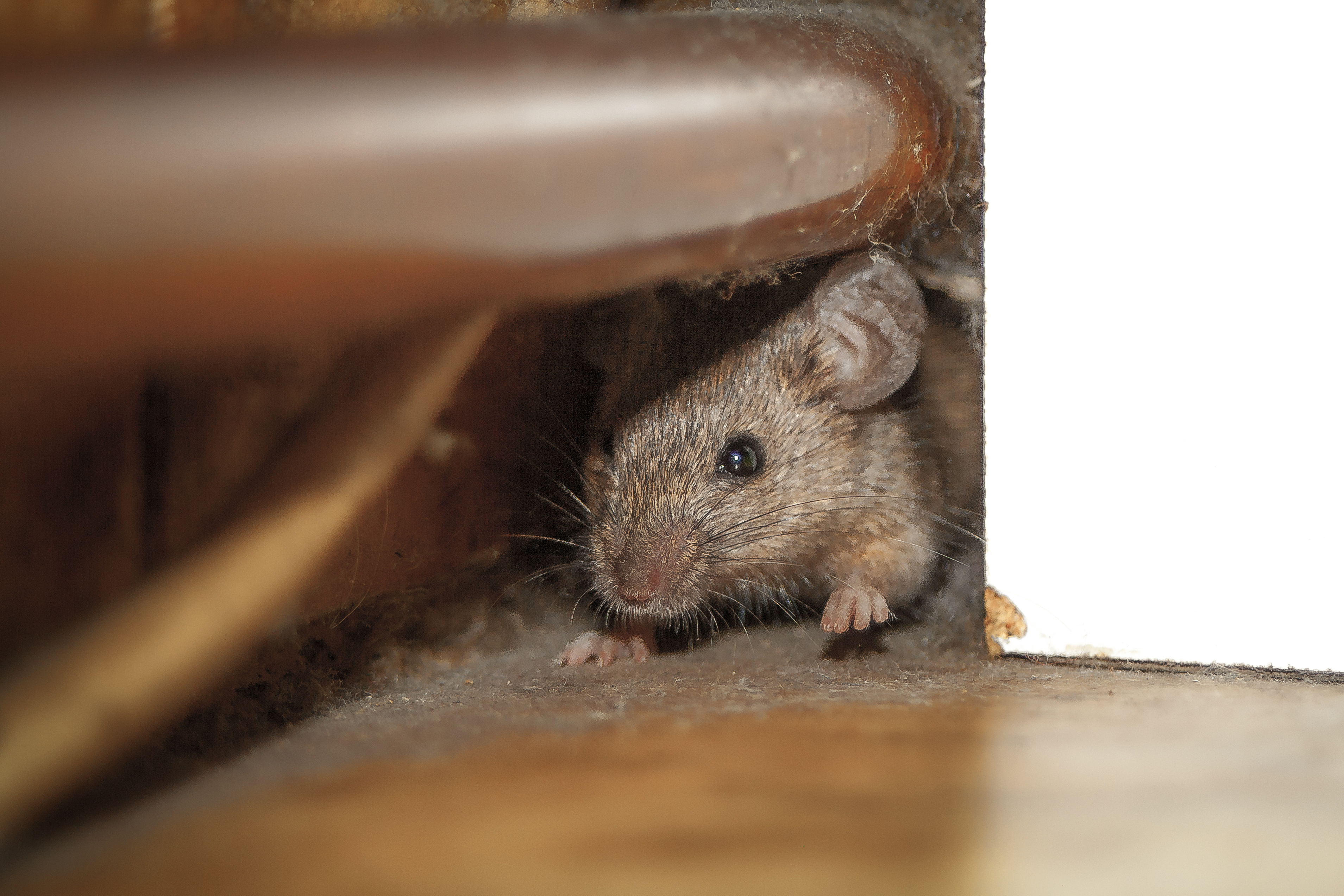 How to Get Rid of Mice in Your Garage