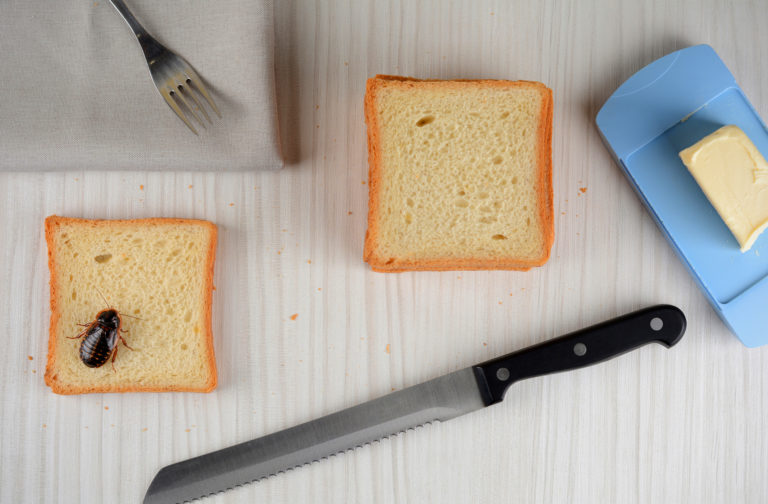 How to Get Rid of Cockroaches in a Restaurant The Bug Master Pest Control and Disinfecting