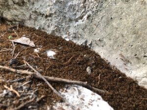 crazy ant colony