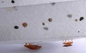bed bugs in a hotel room