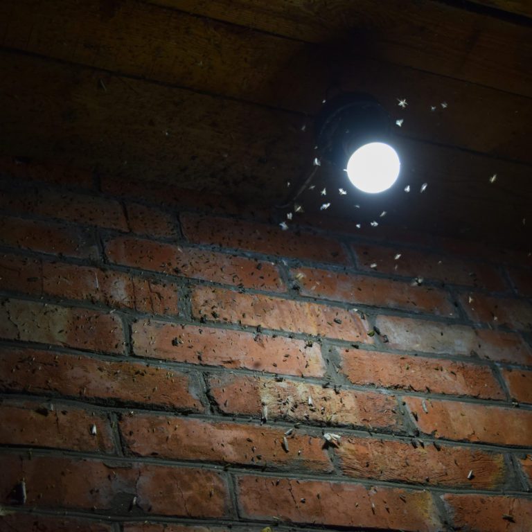 Fruit Flies Vs Gnats The Bug Master Pest Control And Disinfecting
