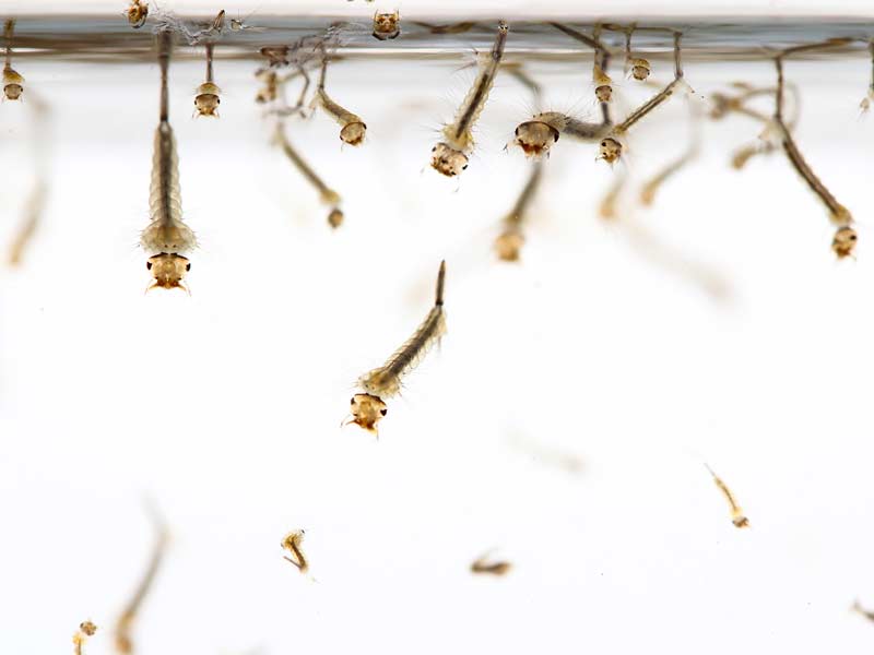 mosquito-larvae-controlled-by-the-bug-master mosquito-larvae-controlled-by-the-bug-master