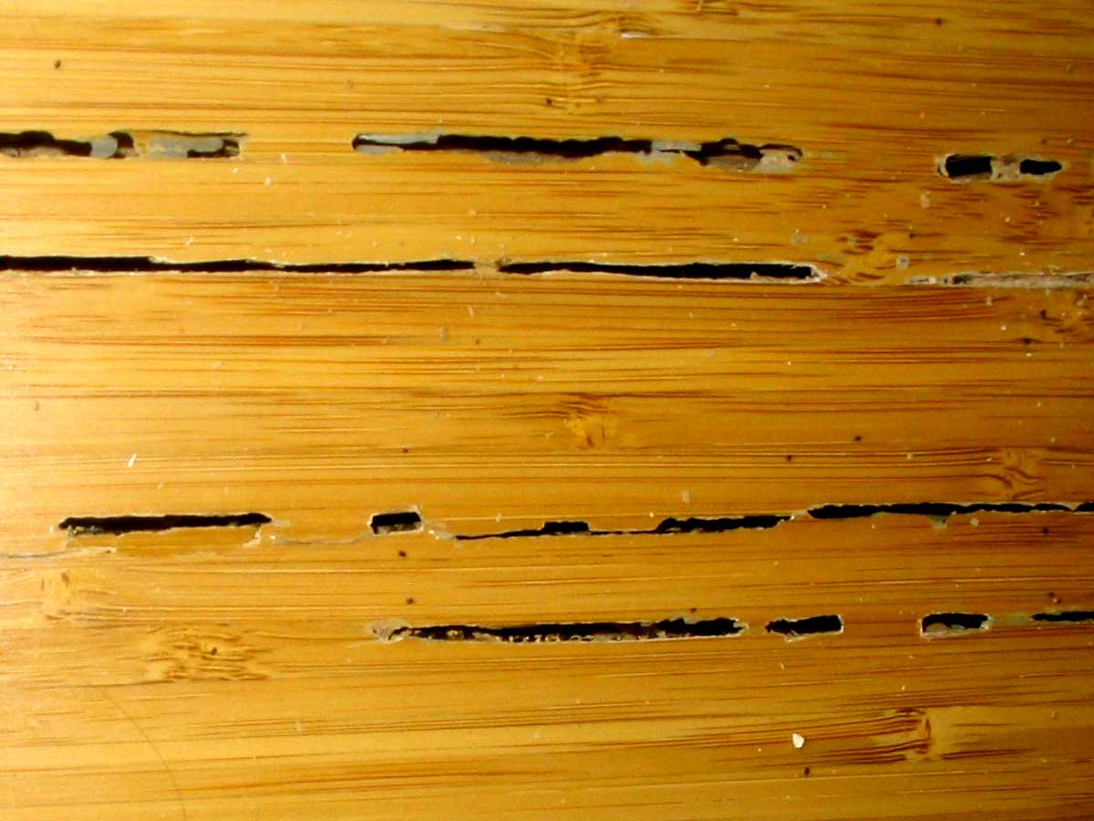 wood-flooring-blisters-easy-to-spot-termite-signs-in-central-texas