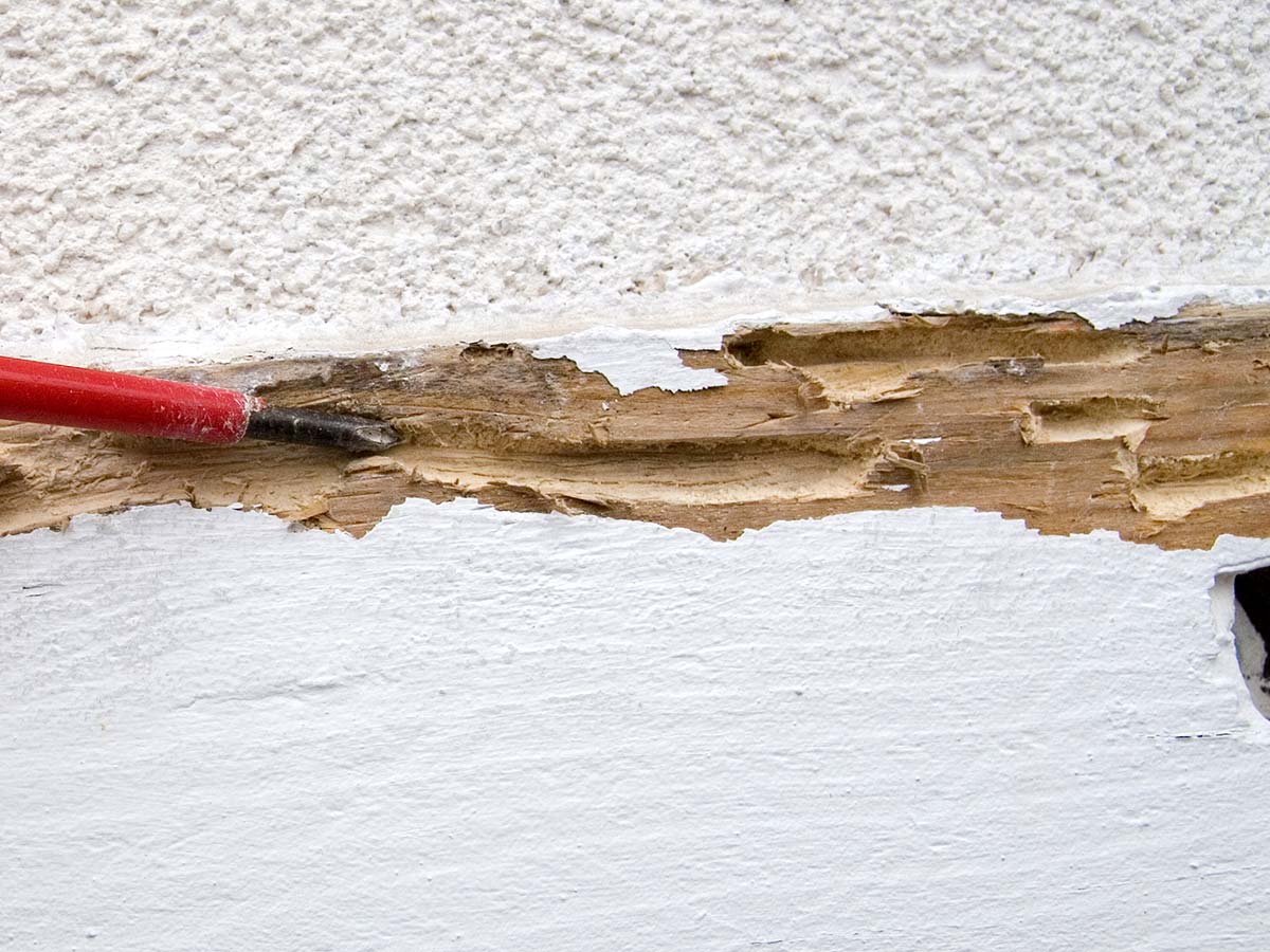 wood-termite-damage-easy-to-spot-termite-signs-in-central-texas