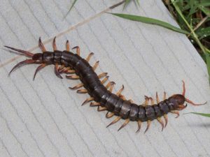 Texas Redheaded Centipede