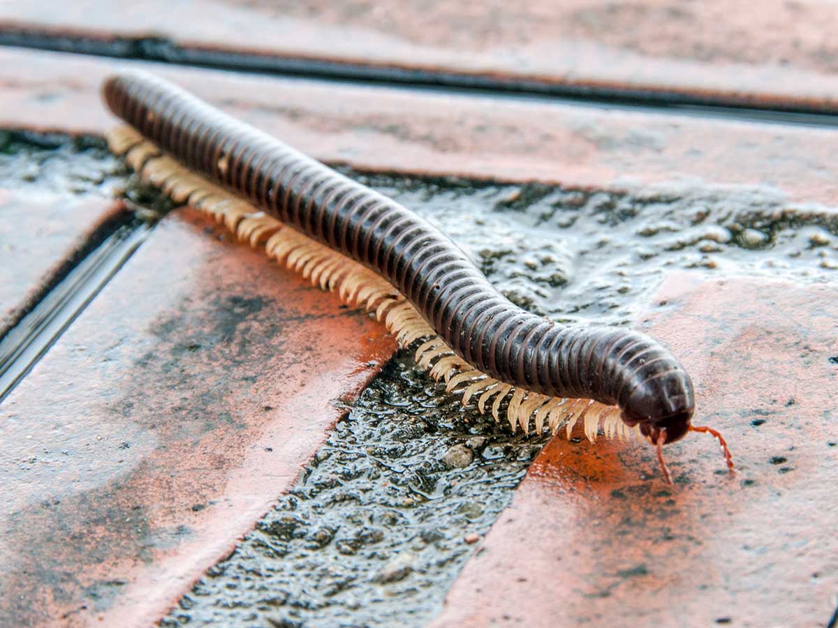 Common-Pests-After-Rainy-Weather-In-Texas-Millipedes