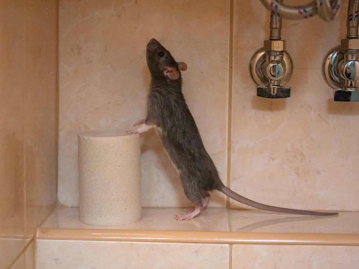 Rodent Diseases - The Bug Master Pest Control