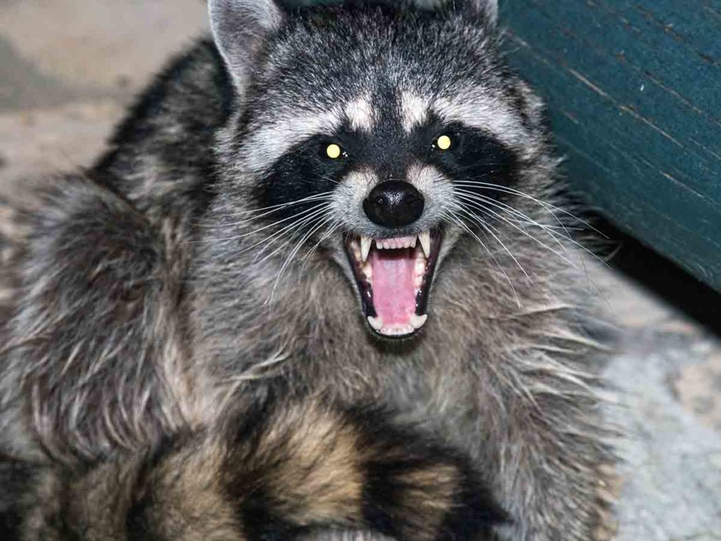 Are Raccoons Dangerous The Bug Master Pest Control and Disinfecting