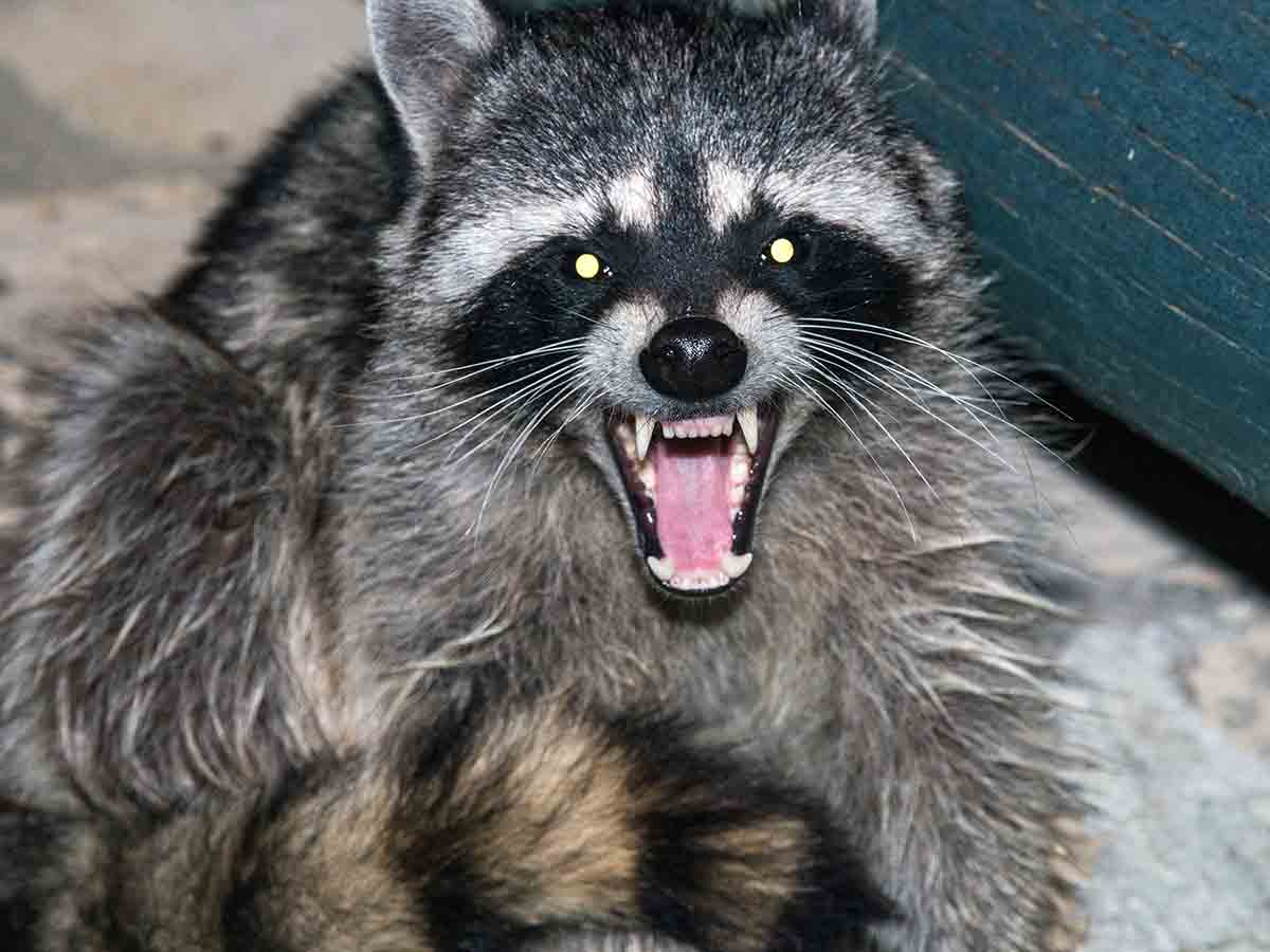 Aggressive Raccoon That May Have Rabies