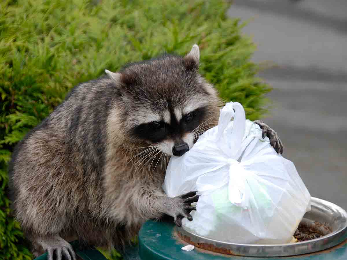 A Raccoon rummaging through garbage.