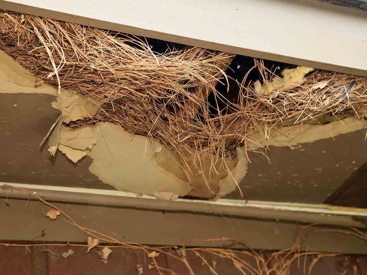 Roof Damage By A Raccoon