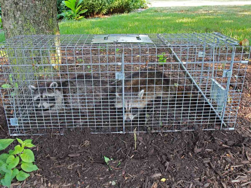 Are Raccoons Dangerous - The Bug Master Pest Control and Disinfecting