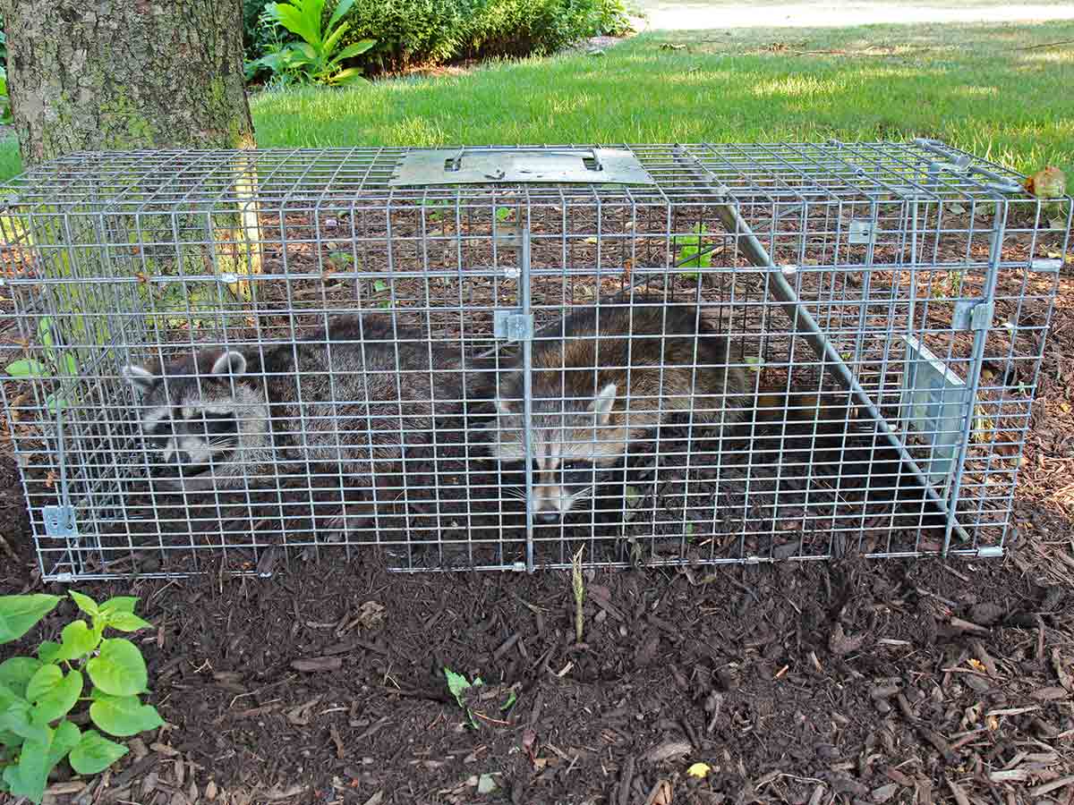 Raccoons trapped by a pest control expert