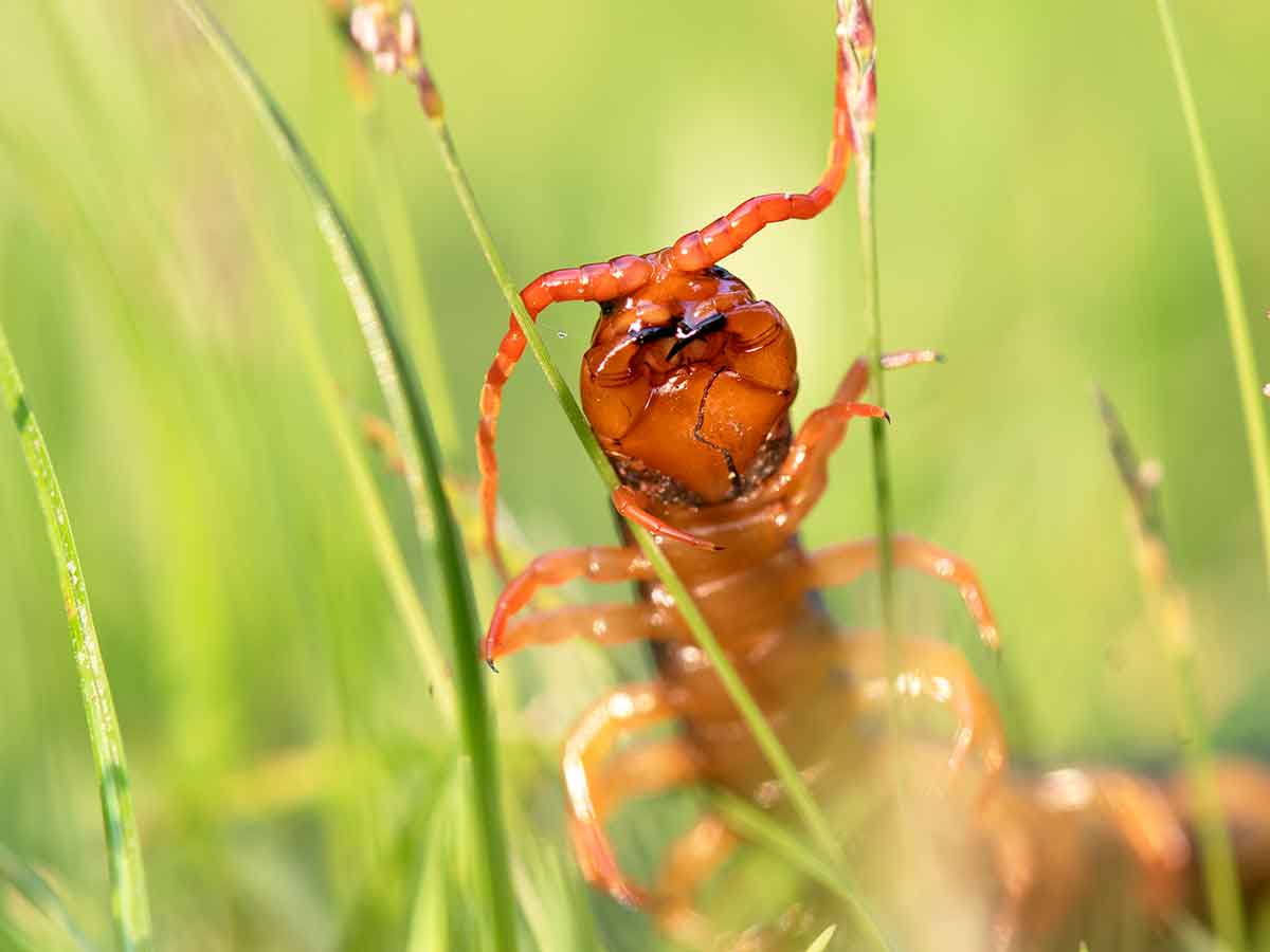 centipede-head-poking-through-the-grass