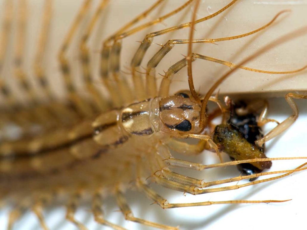 Types of Centipedes in Texas The Bug Master Pest Control and Disinfecting