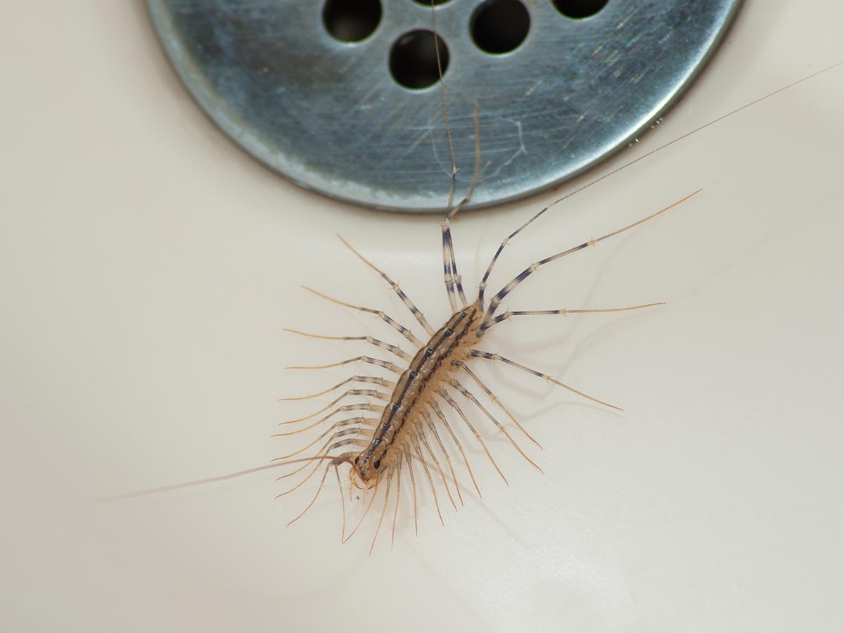 texas-house-centipede-in-shower-drain