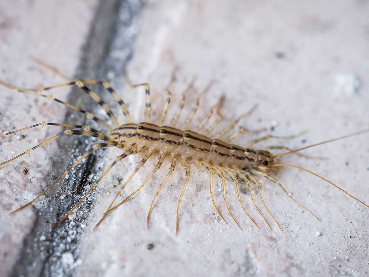 texas-house-centipede
