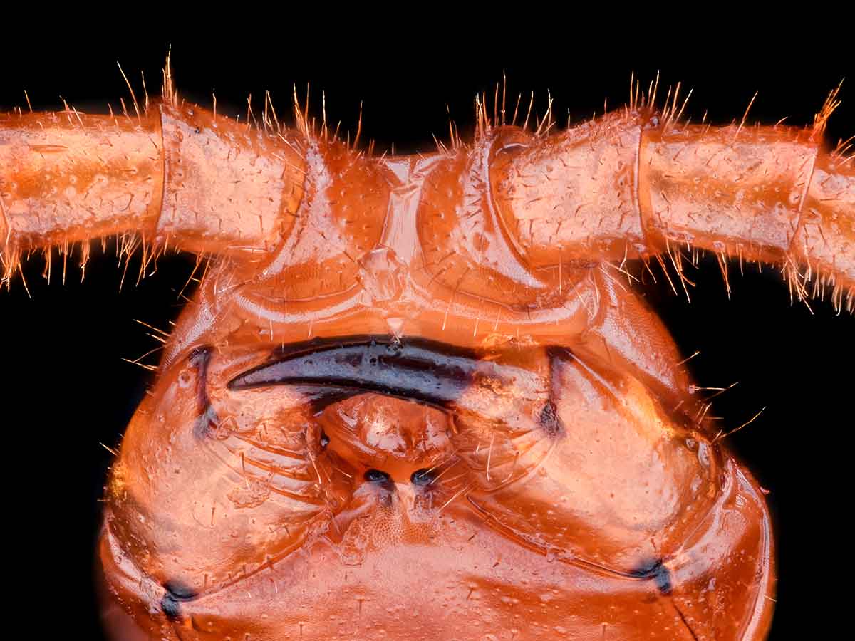 Texas Redheaded Centipede Venomous Fangs Close-Up