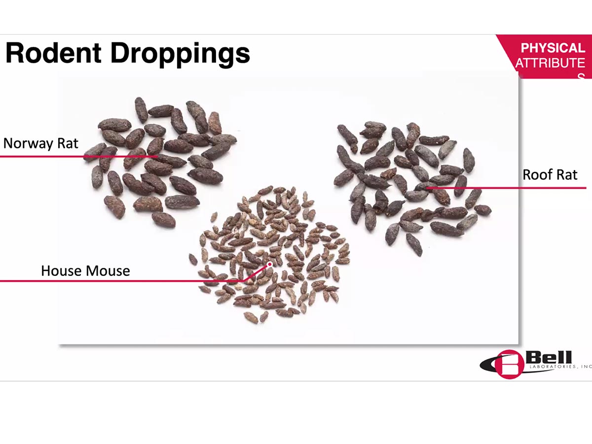 Difference Between Bat And Mouse Droppings
