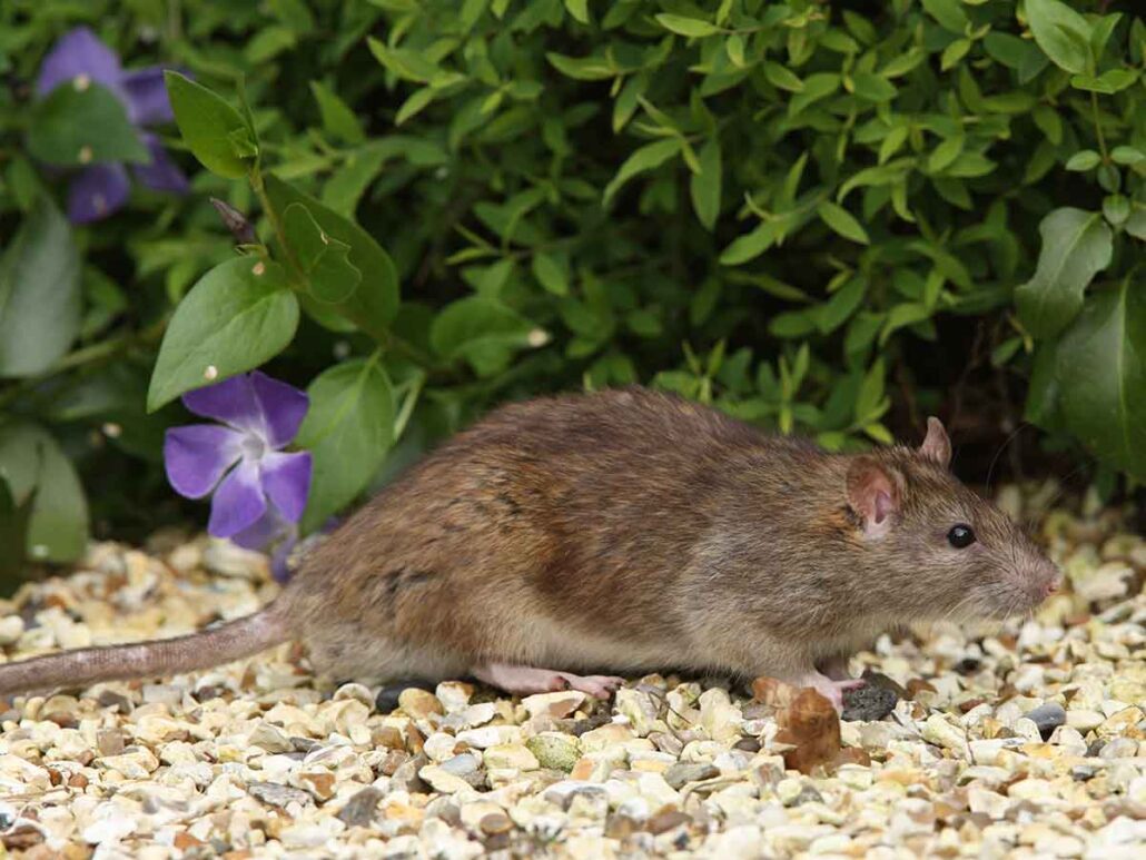 How to get rid of rats from your yard and prevent them from coming back