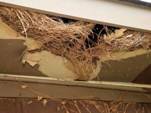 Image of rodent chewing through a home's eaves.