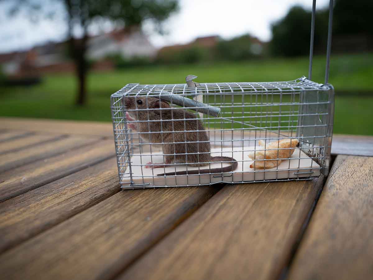 Rat Trap Cage Small Live Animal Pest Rodent Mouse Control Catch Hunting  Trap NEW