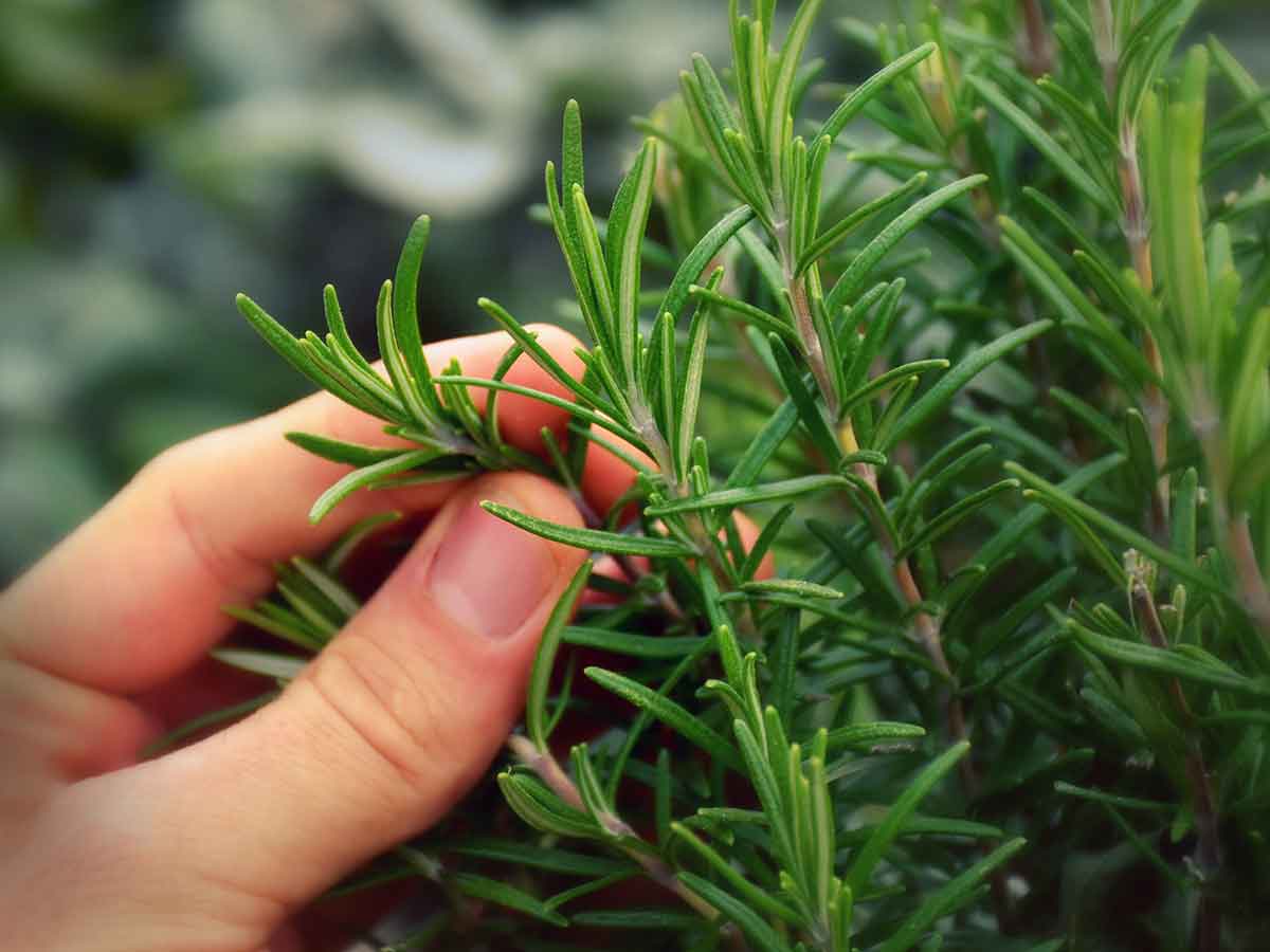 herbs-like-rosemary-can-help-to-deter-rats-how-to-get-rid-of-rats-from-your-yard-and-prevent-them-from-coming-back