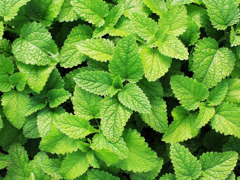 How to get rid of rats from your yard and prevent them from coming back