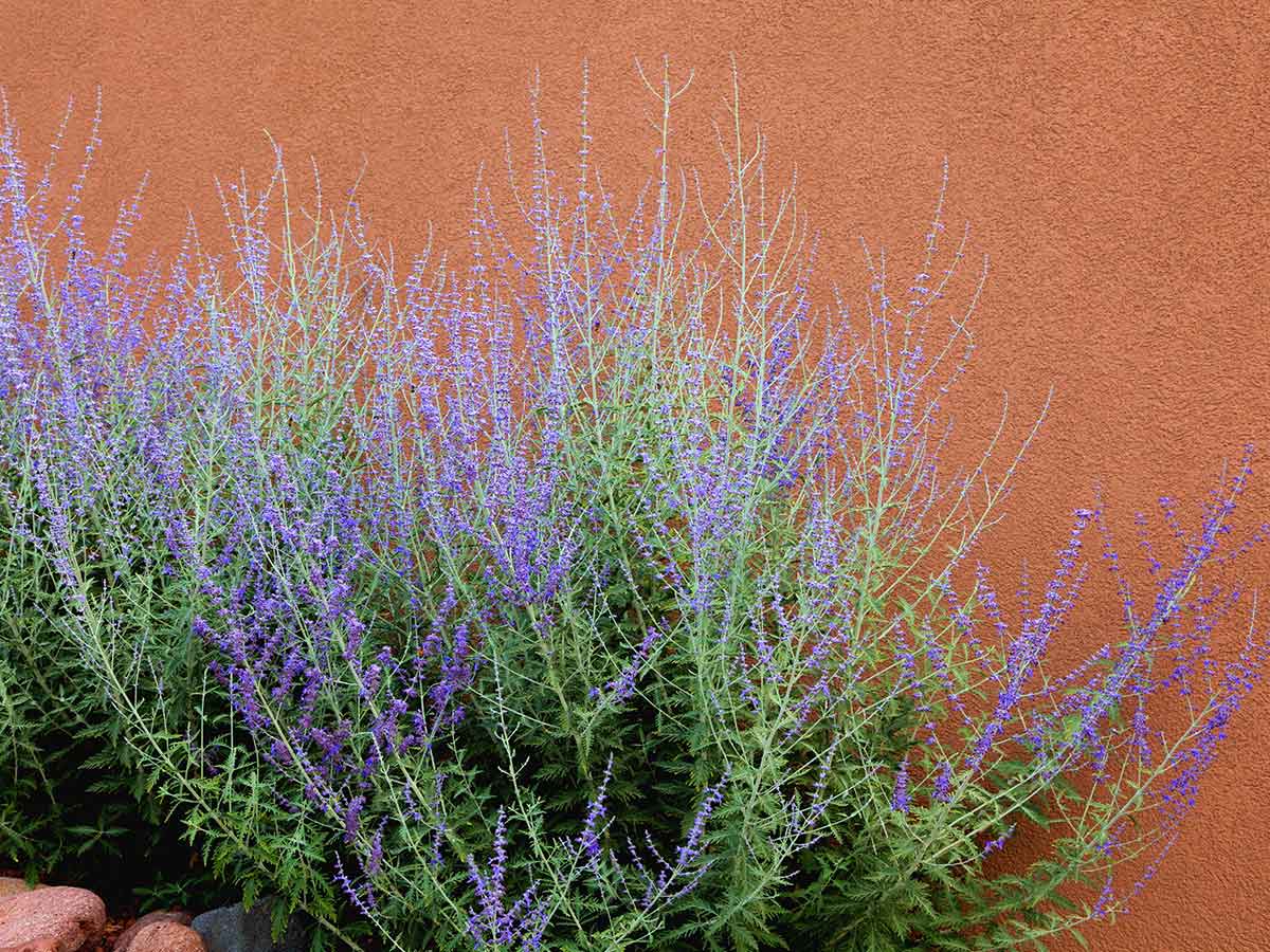 sagebrush-can-help-to-deter-rats-how-to-get-rid-of-rats-from-your-yard-and-prevent-them-from-coming-back