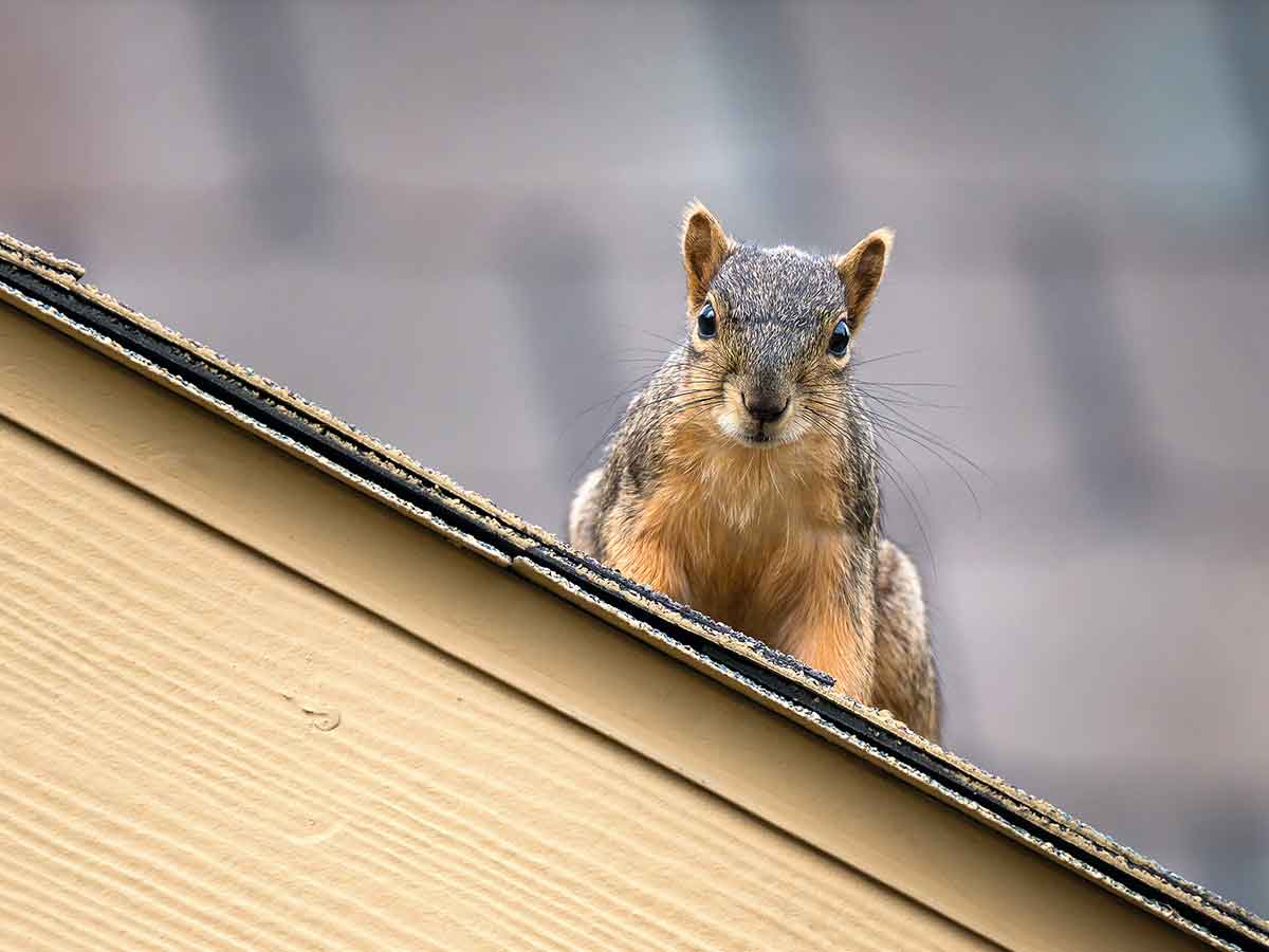 How To Get Rid Of Squirrels In The Attic