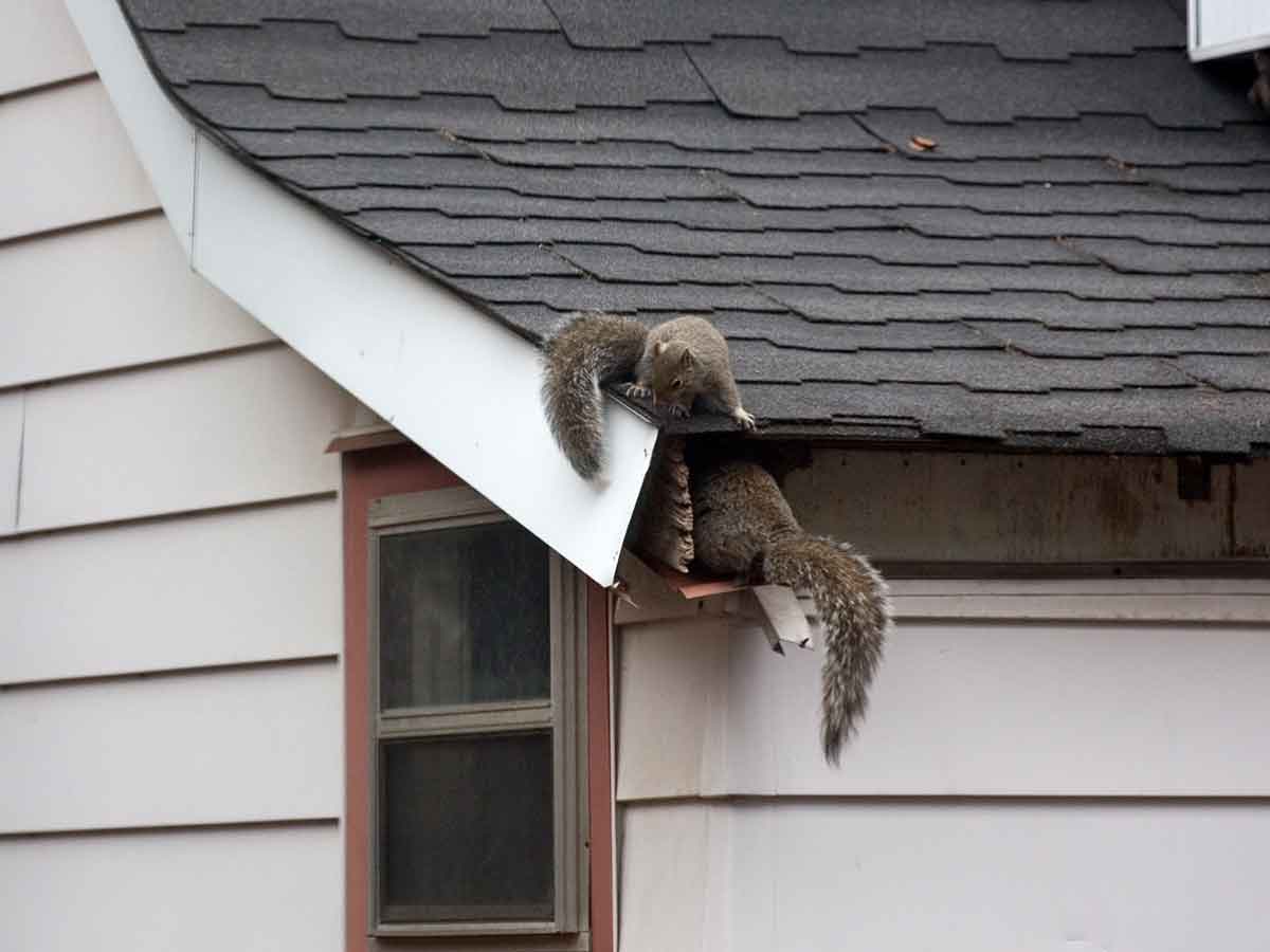 Squirrels-getting-in-the-attic