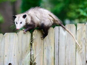 Opossums on a fence in Texas