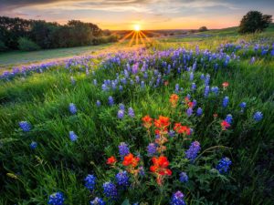 The Bug Master Cedar Park Pest Control Exterminator Services