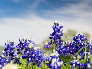 The Bug Master Liberty Hill Pest Control Exterminator Services