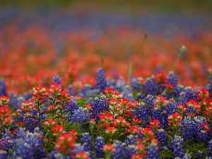 The Bug Master Hutto Pest Control Exterminator Services