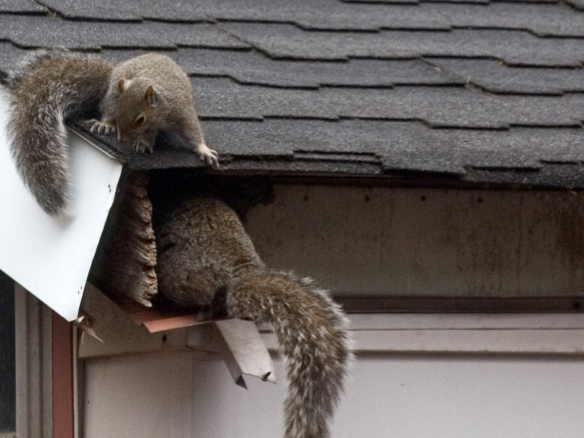 Image of rodents getting into a homeowners attic.