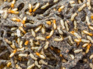 Image of Formosan Termites found in The Woodlands, Texas