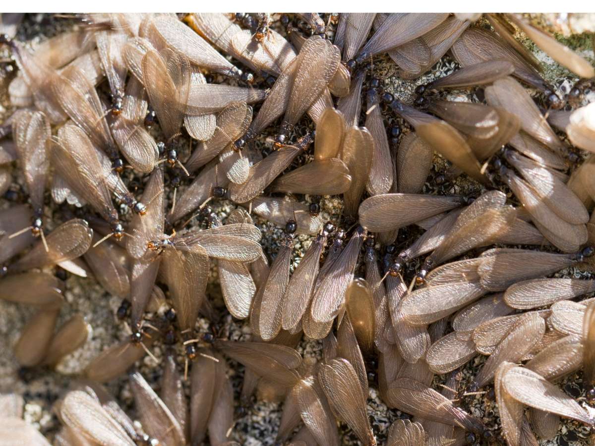 termite-swarm-season-in-the-woodlands