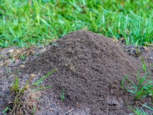 Large ant mound in a grassy yard, indicating pest activity that DIY methods might miss