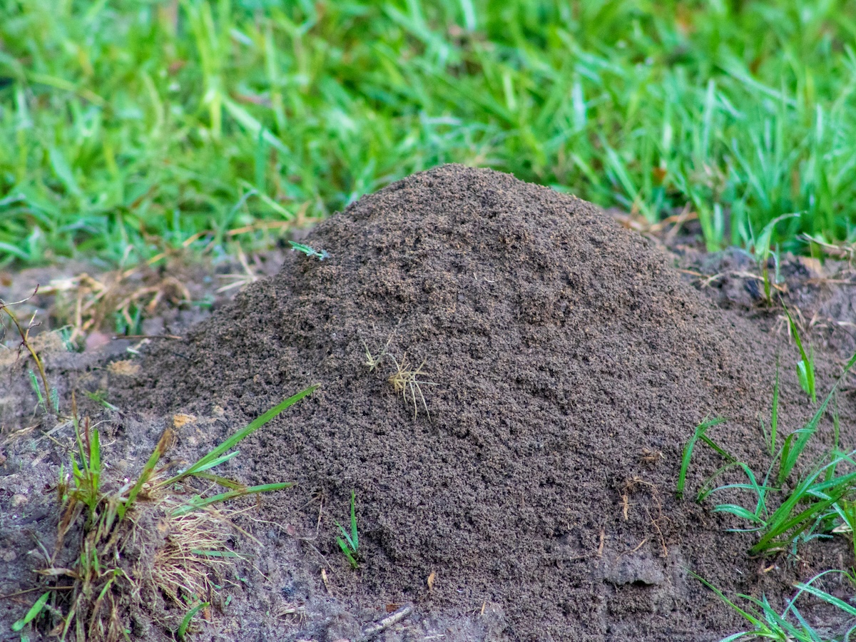 Fire ant hill in grass Large ant mound in a grassy yard, indicating pest activity that DIY methods might miss