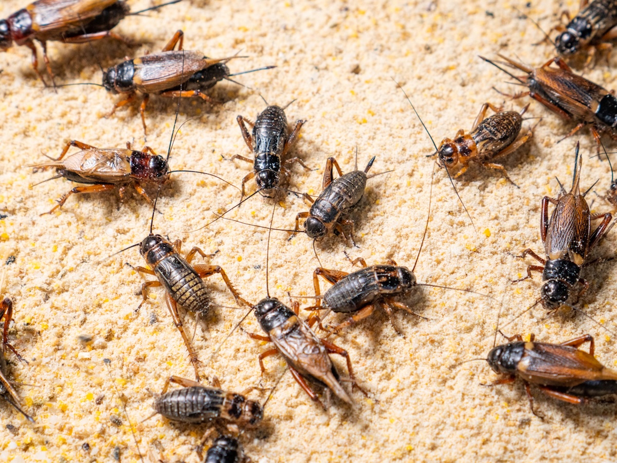 Close up of Crickets