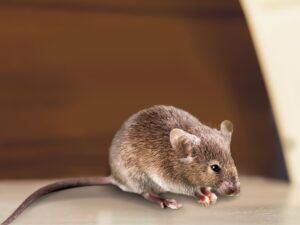 Gray mouse animal on background