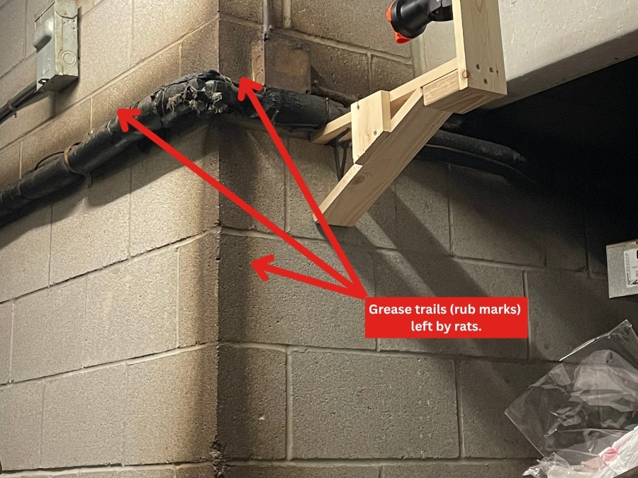 The black smear marks on the wall and pipe are classic rub marks left by rats as they follow the same path repeatedly. These grease trails are a clear sign of rodent activity and should be addressed immediately during routine inspections.